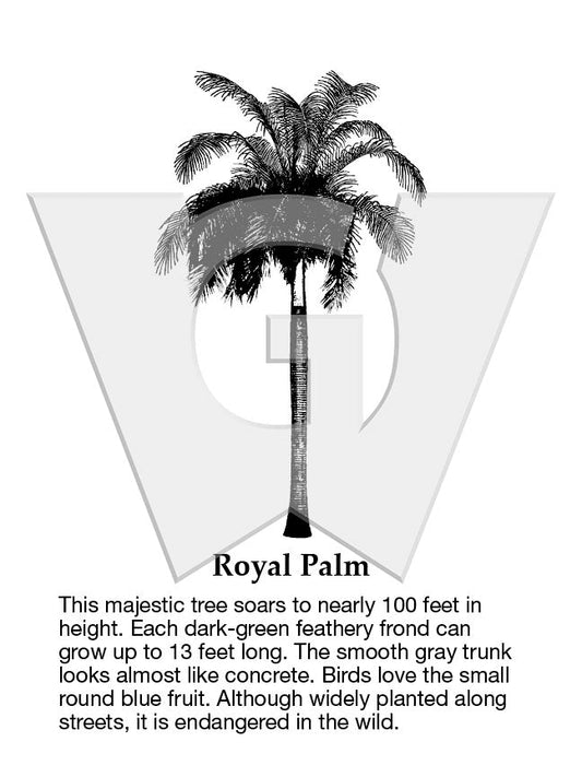 Royal Palm