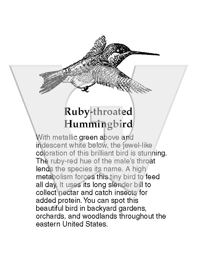 Ruby-throated Hummingbird Sign