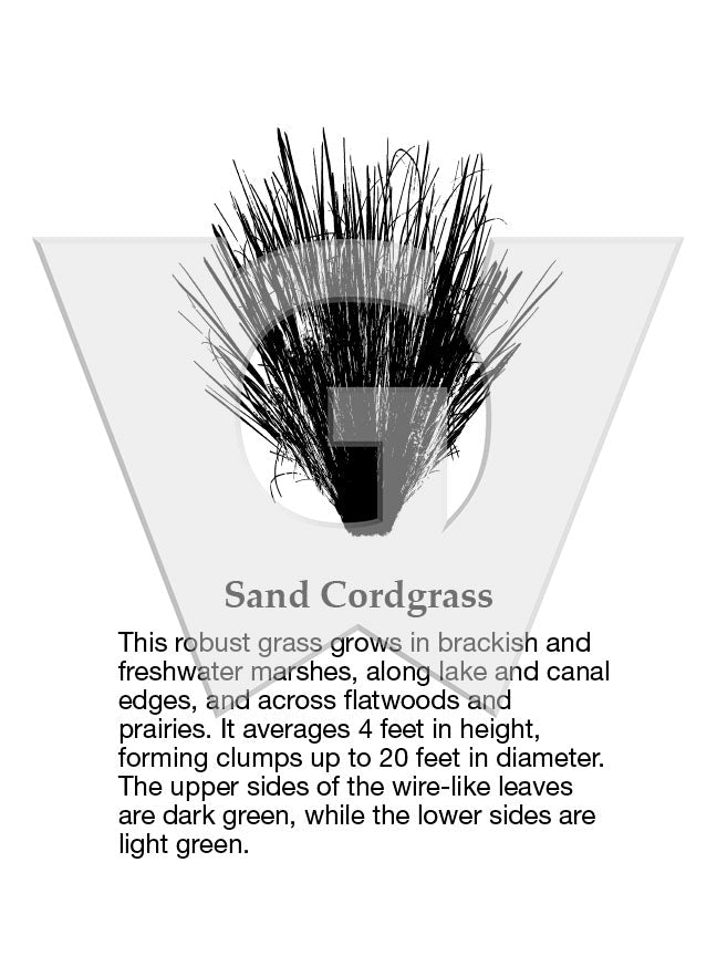 Sand Cordgrass