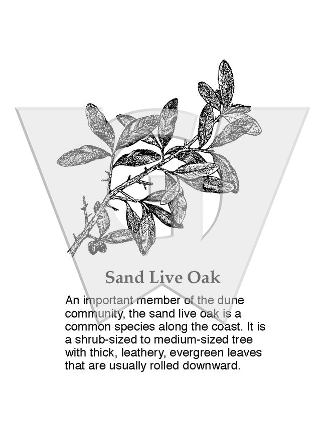 Sand Live Oak