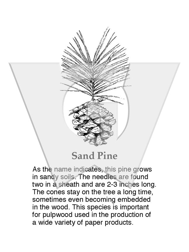 Sand Pine