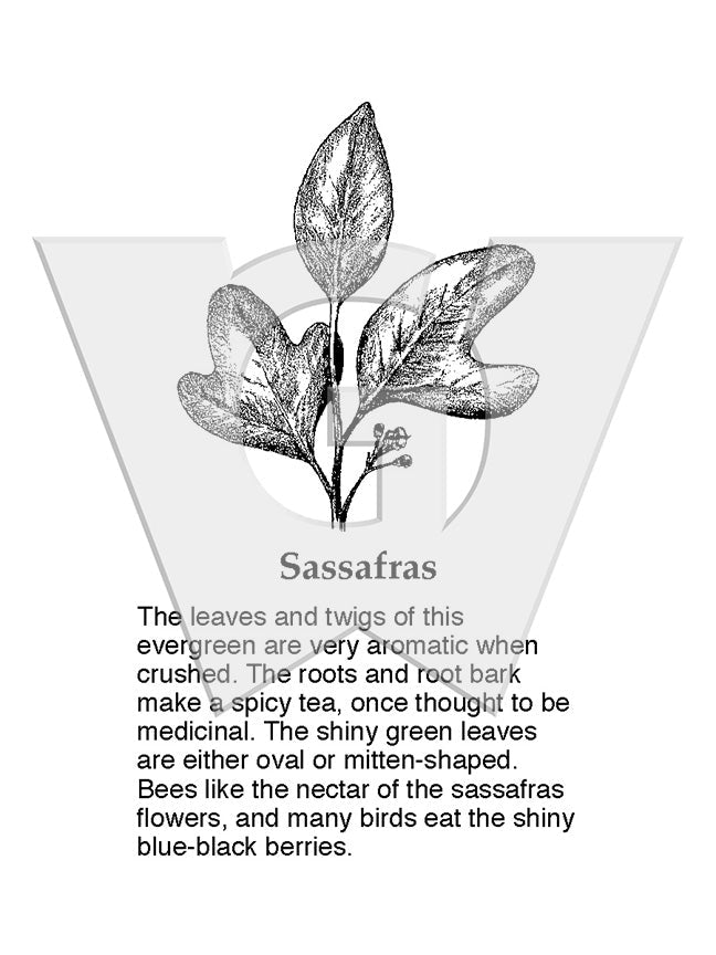 Sassafras