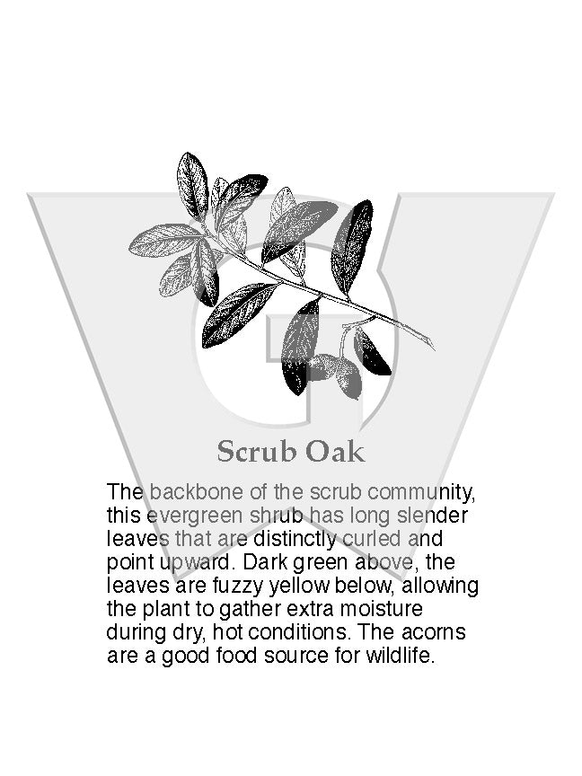 Scrub Oak