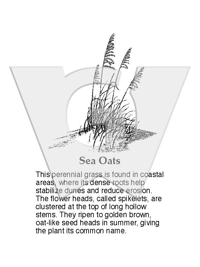Sea Oats