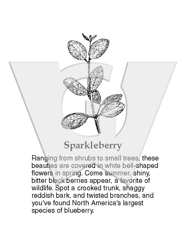 Sparkleberry