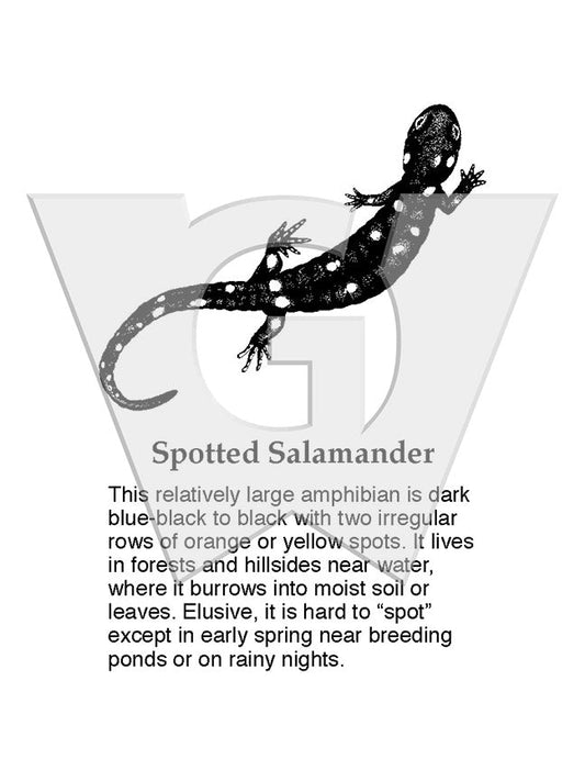 Spotted Salamander Sign