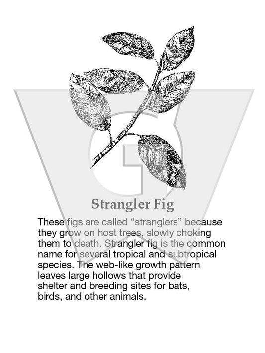 Strangler Fig Sign