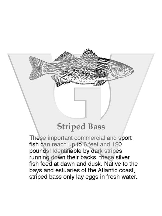 Striped Bass Sign