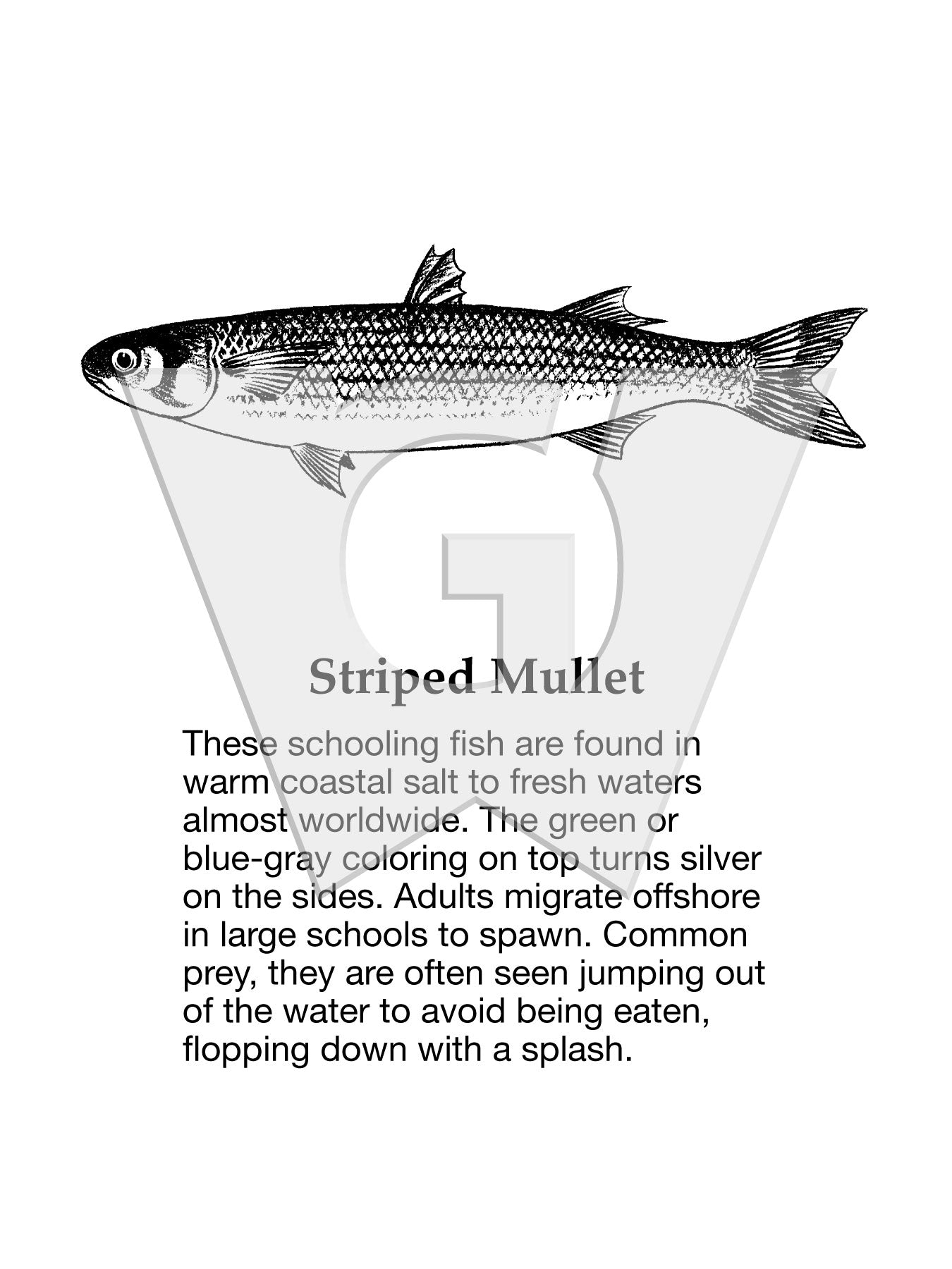 Striped Mullet
