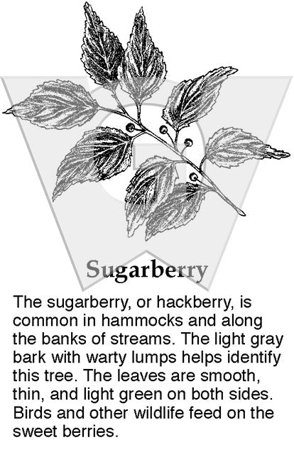 Sugarberry Sign