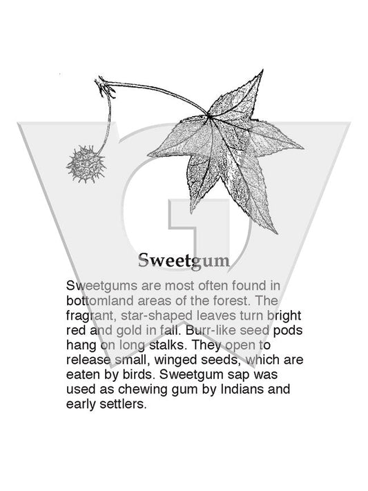 Sweetgum Sign