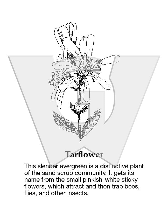 Tarflower