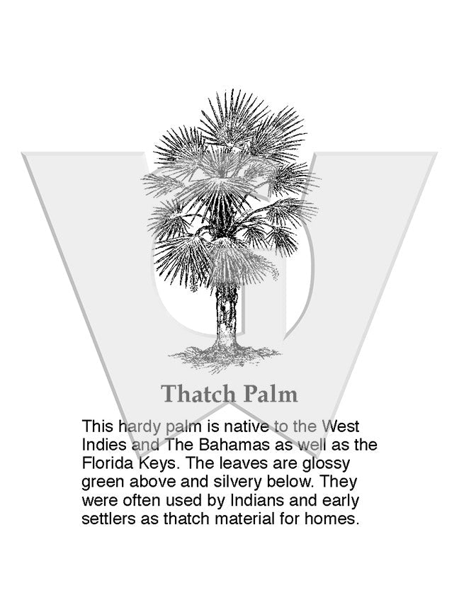 Thatch Palm