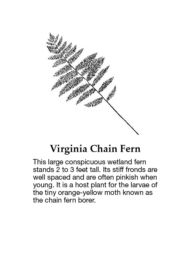 Chain Fern