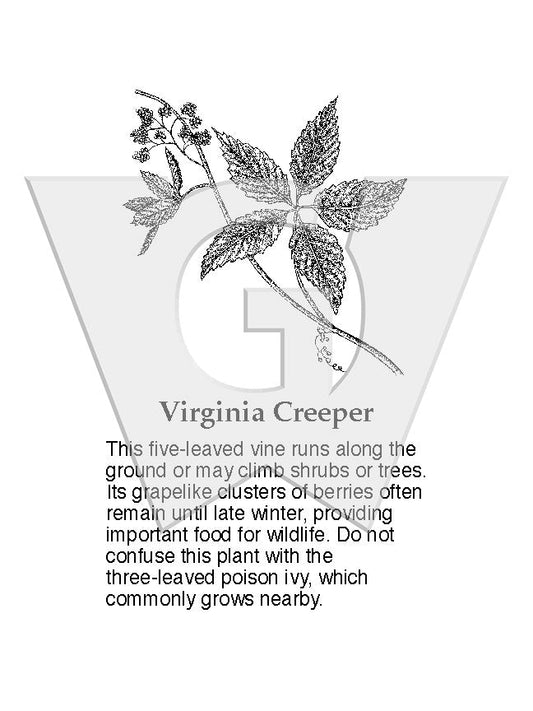 Virginia Creeper Sign