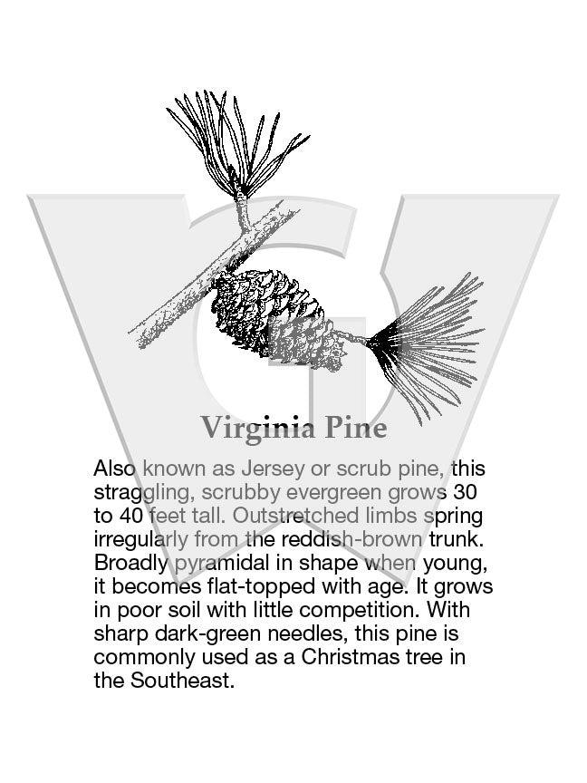 Virginia Pine
