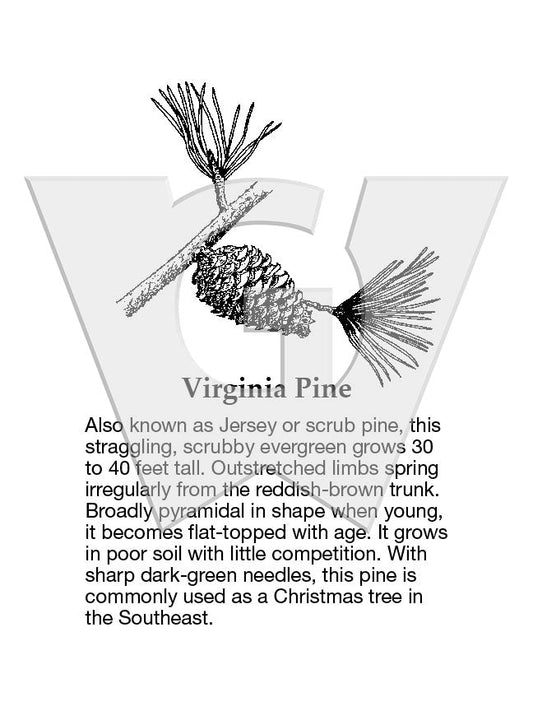 Virginia Pine Sign