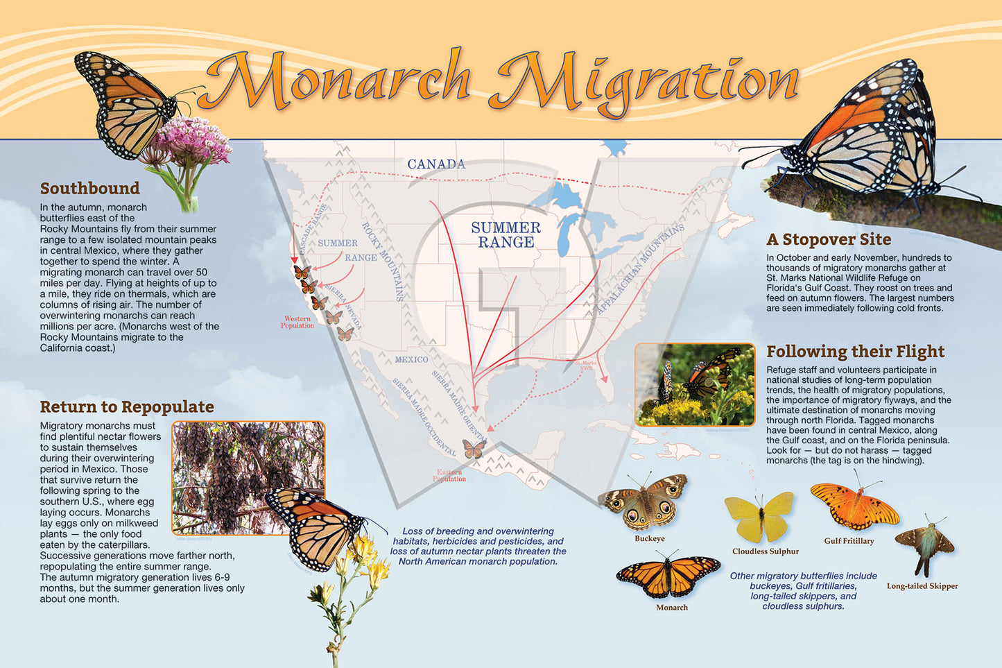 Monarch Migration