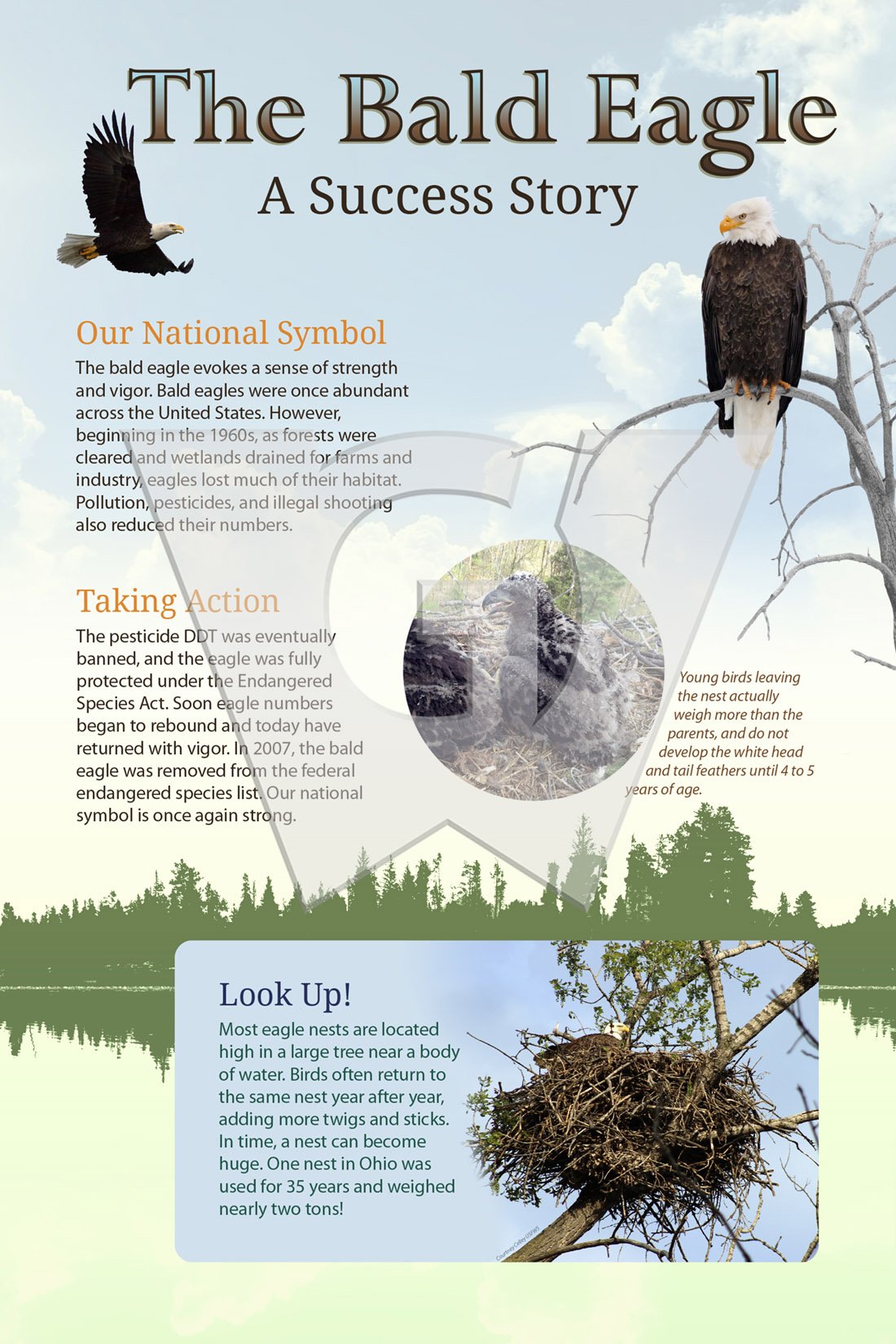 The Bald Eagle