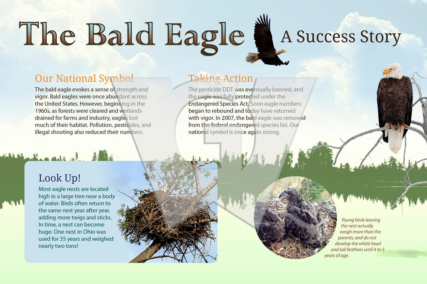 The Bald Eagle