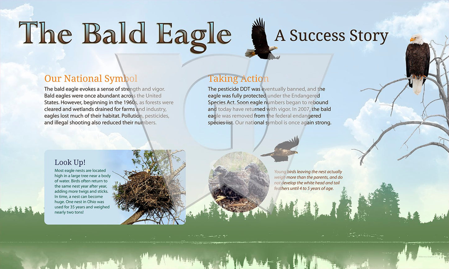 The Bald Eagle