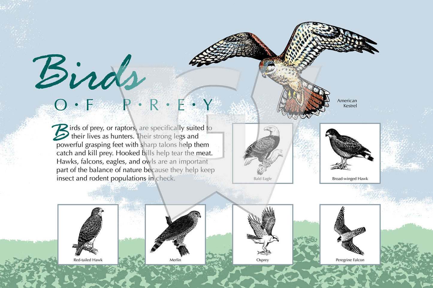 Birds of Prey Sign