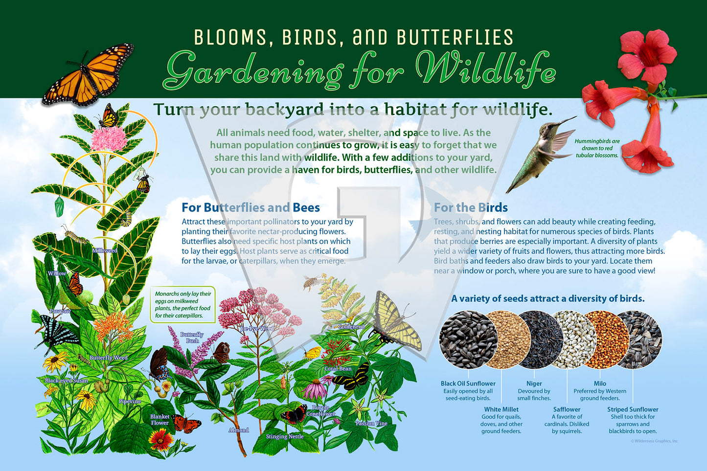 Gardening for Wildlife (Blooms, Birds, and Butterflies)