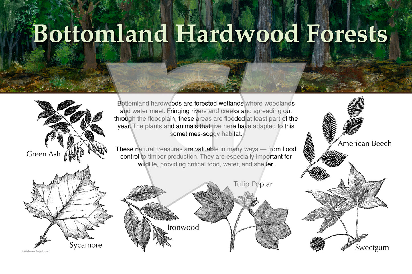 Bottomland Hardwood Forests