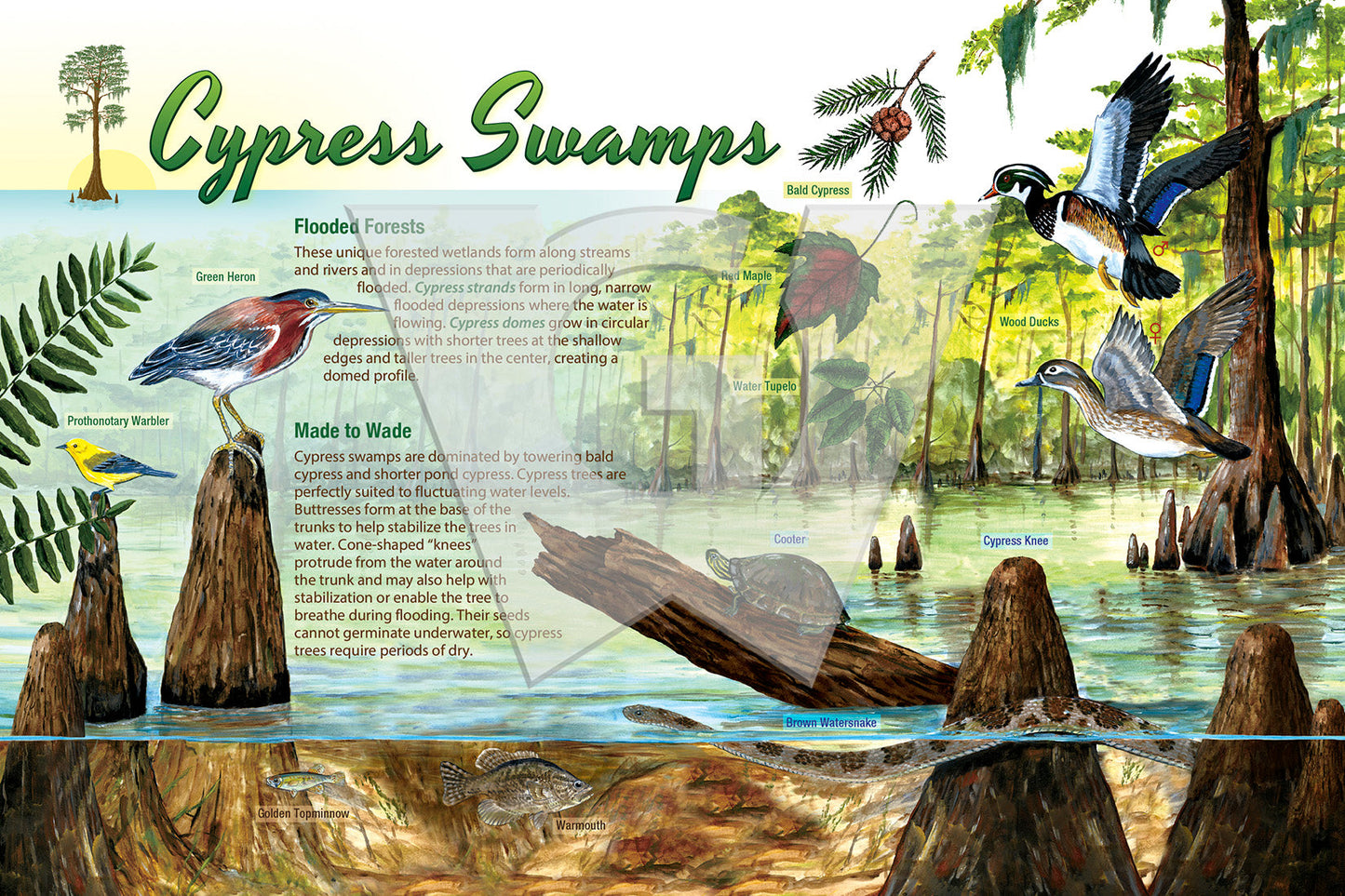 Cypress Swamps