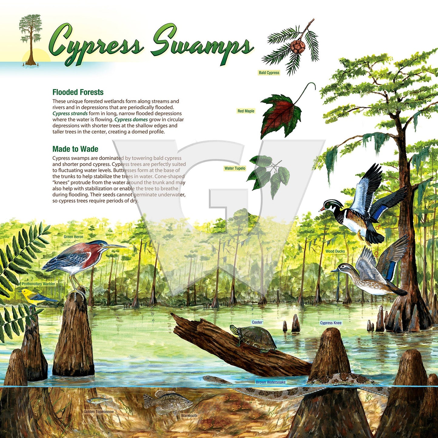 Cypress Swamps