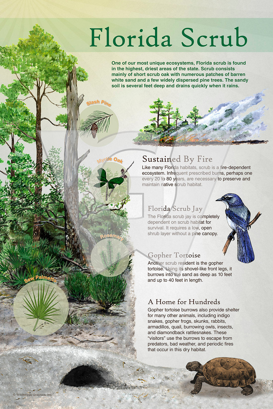 Florida Scrub