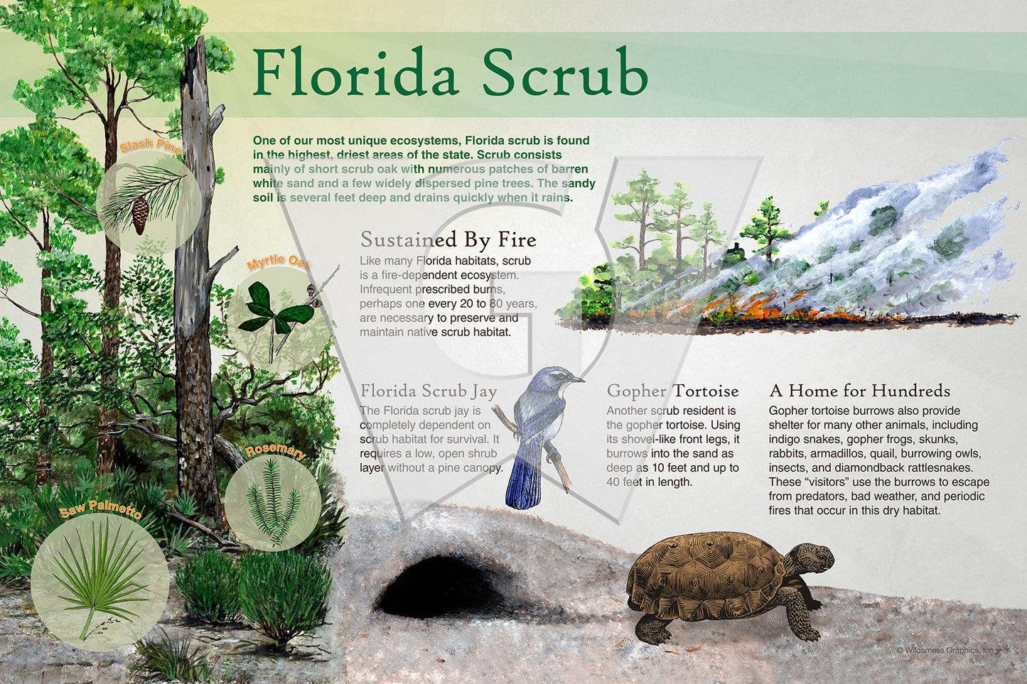 Florida Scrub
