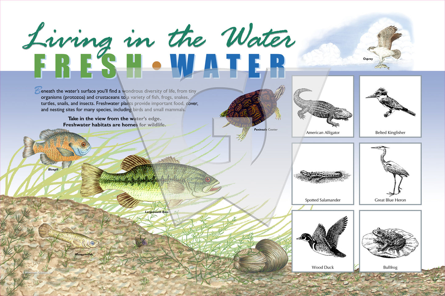 Living in the Water - Fresh Water Sign