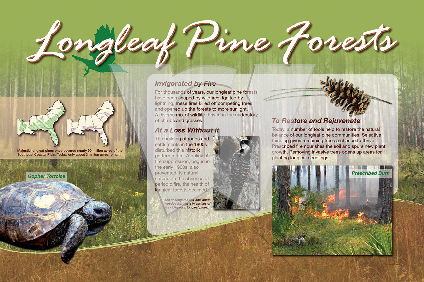 Longleaf Pine Forests