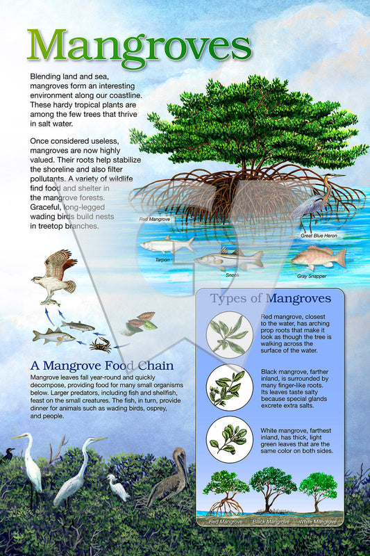Mangroves Sign