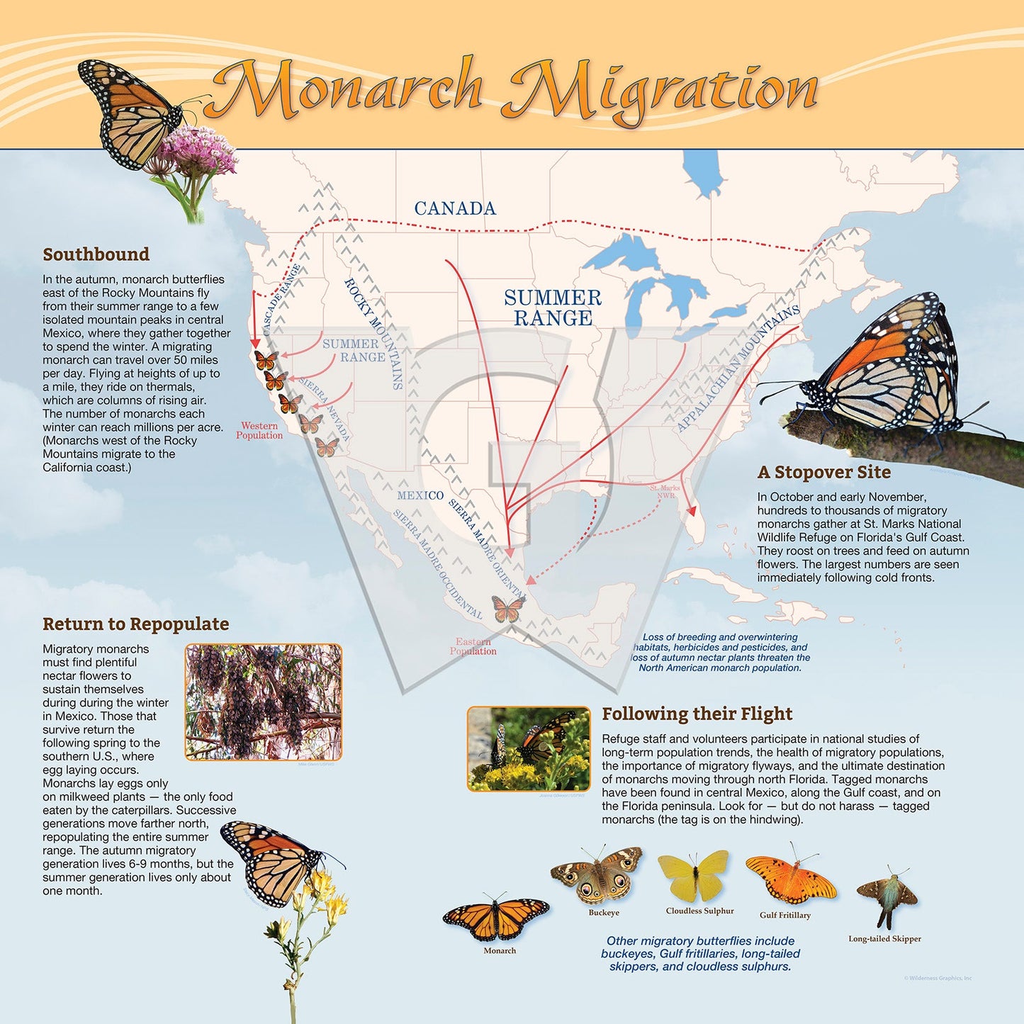 Monarch Migration