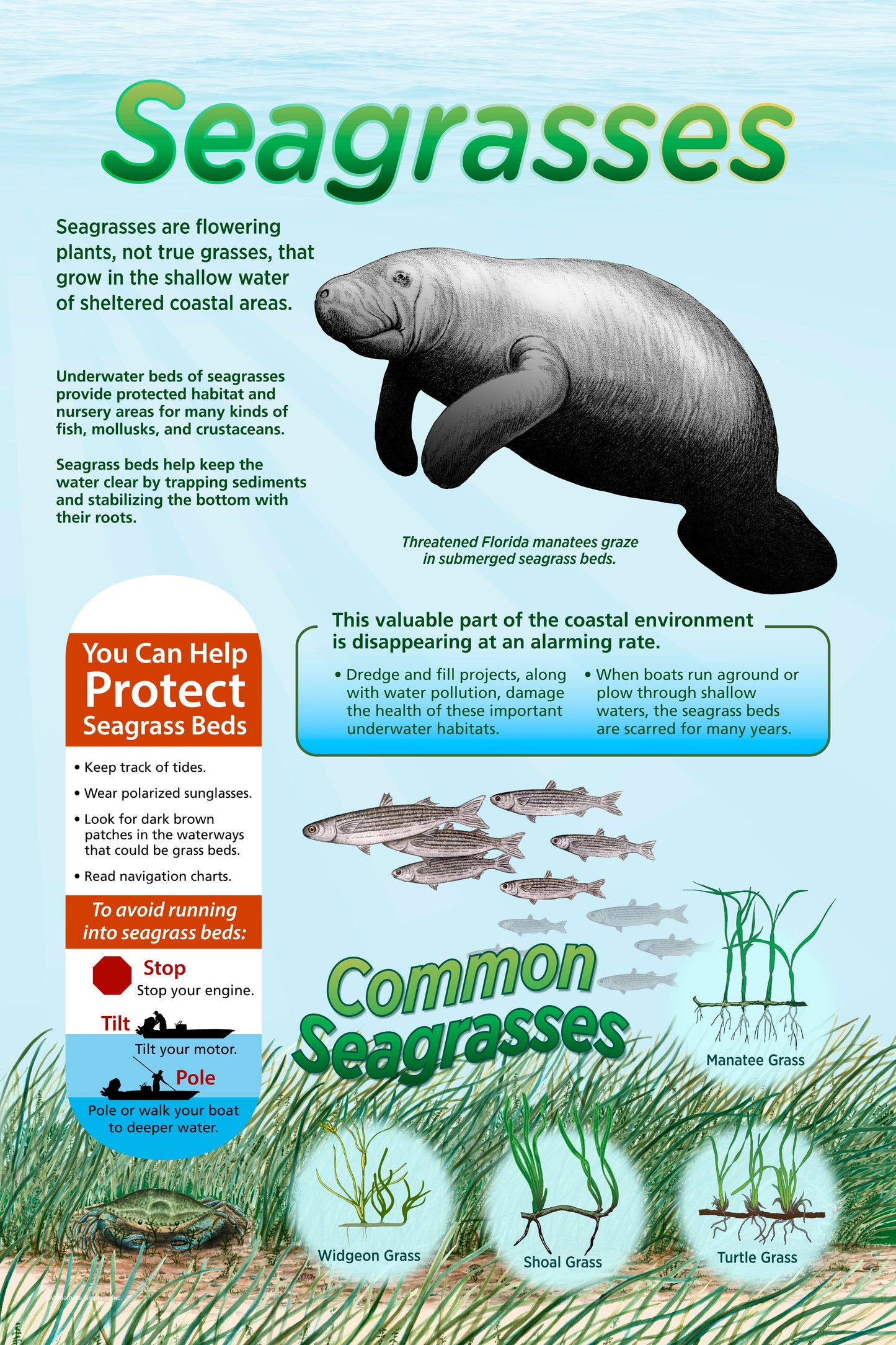 Seagrasses