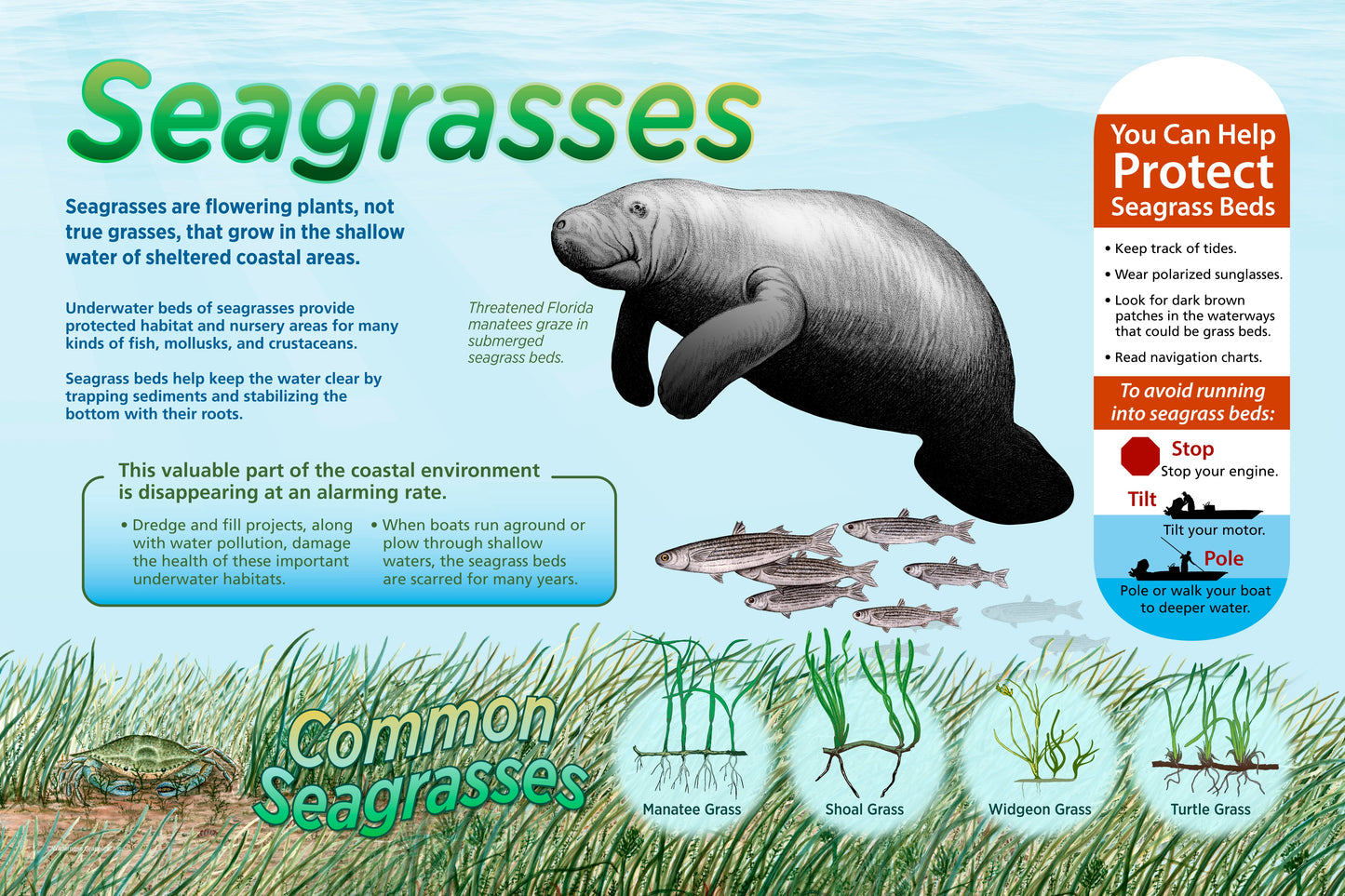 Seagrasses
