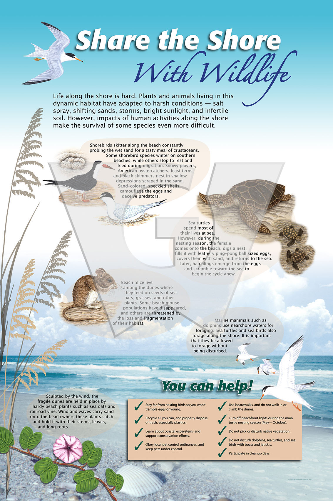 Share the Shore