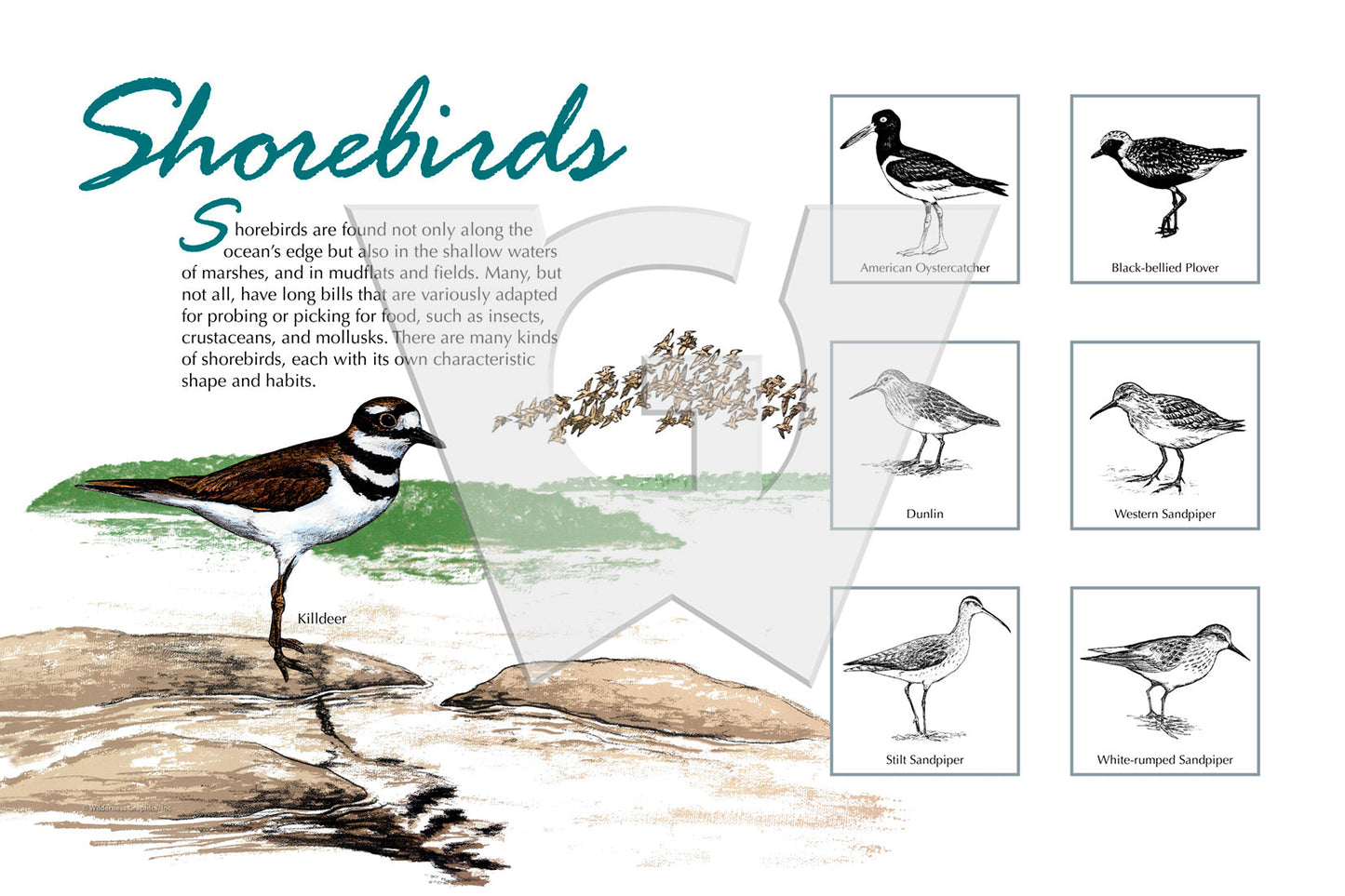 Shorebirds