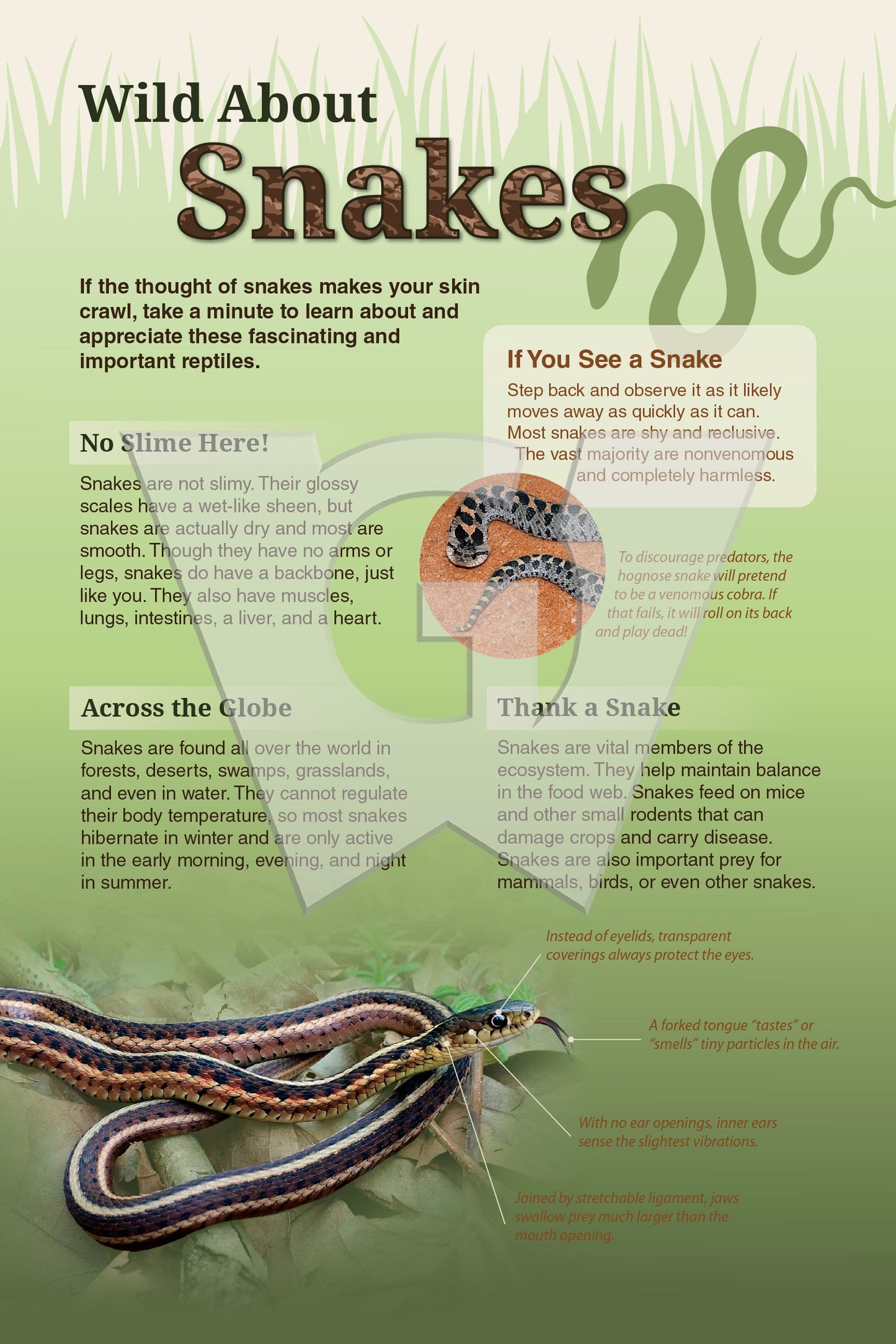 Wild About Snakes