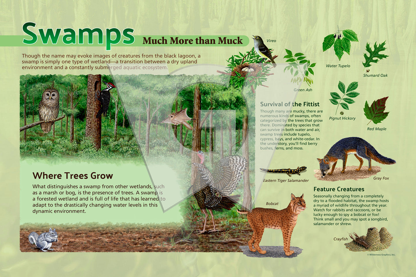 Swamps