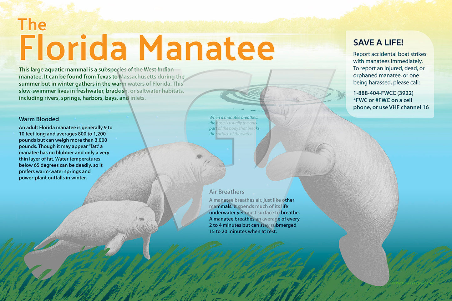 Florida Manatee