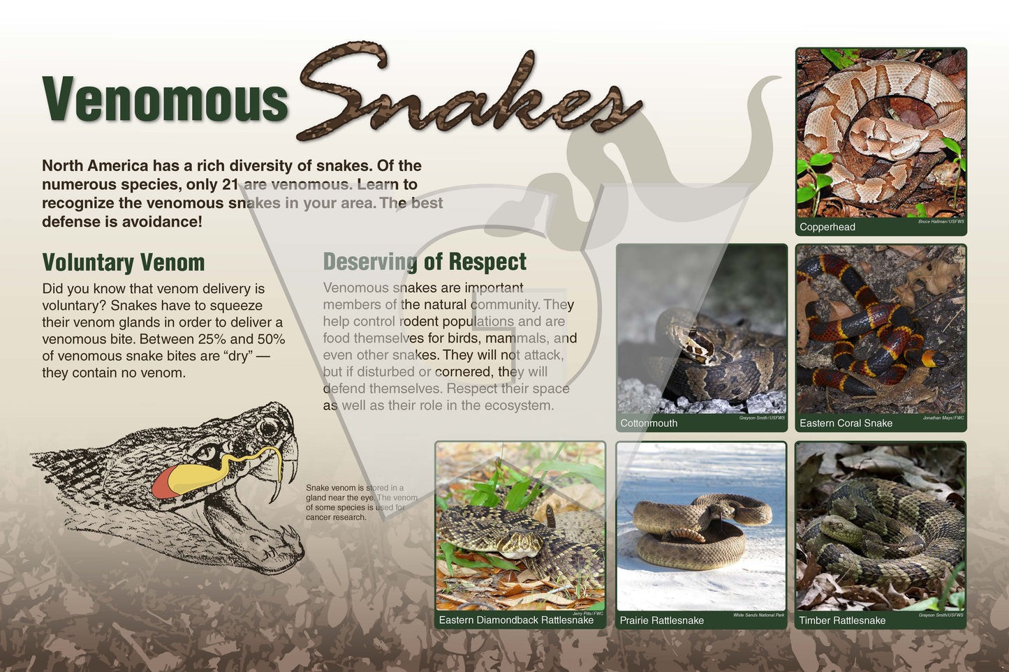 Venomous Snakes