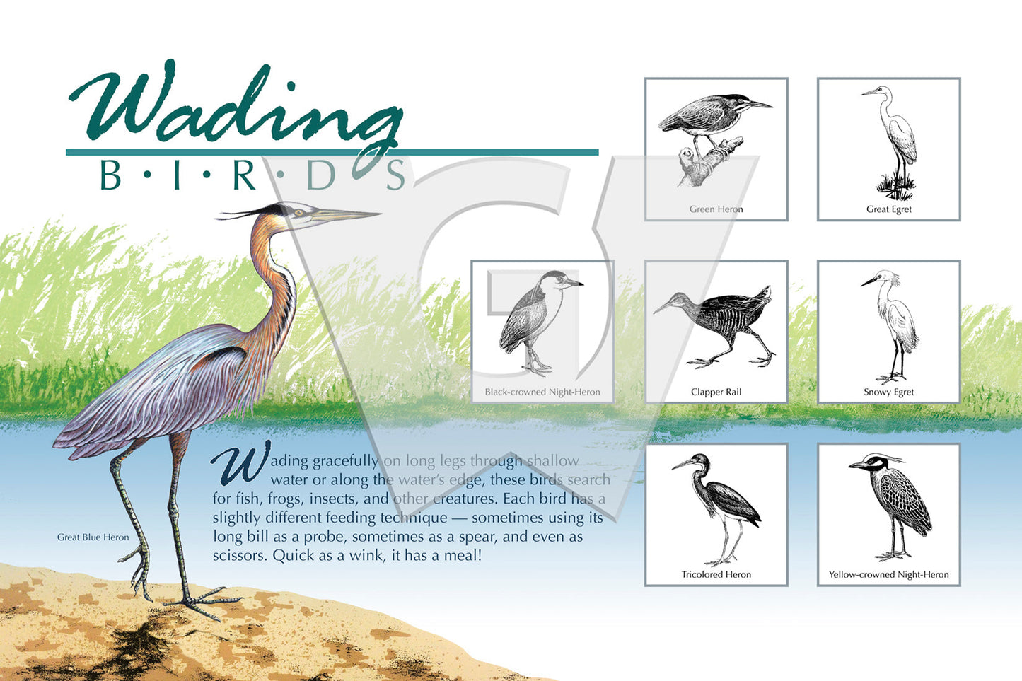 Wading Birds Sign