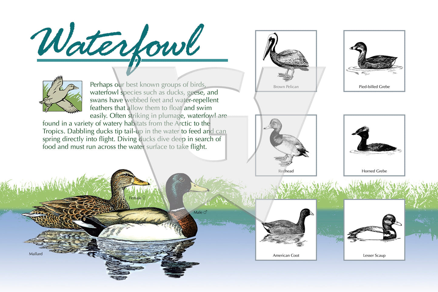 Waterfowl