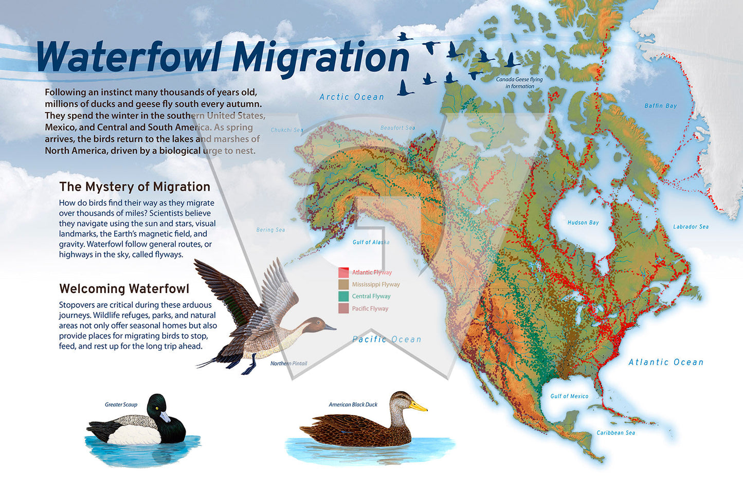 Waterfowl Migration