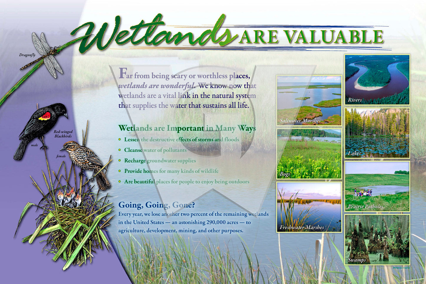 Wetlands are Valuable