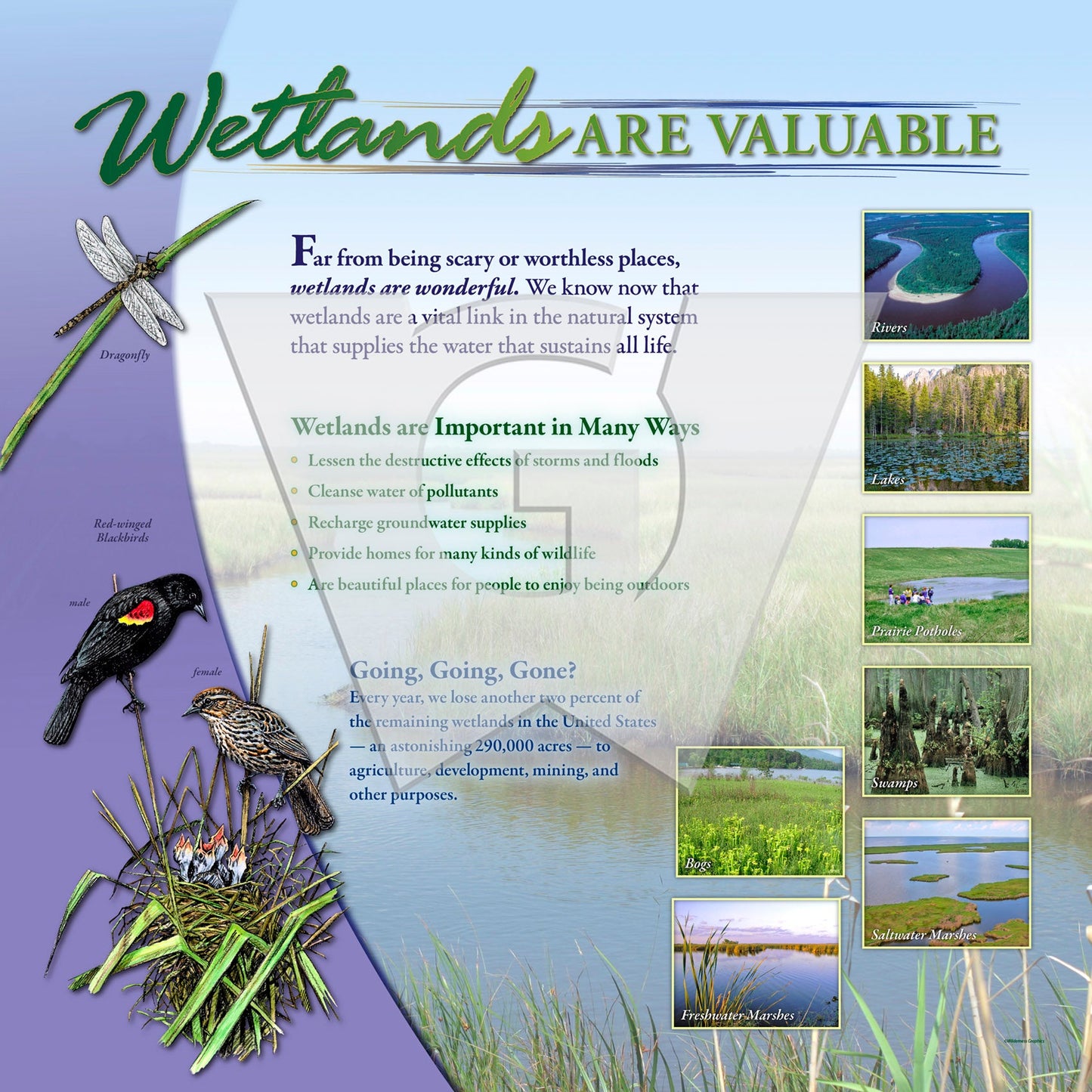 Wetlands are Valuable