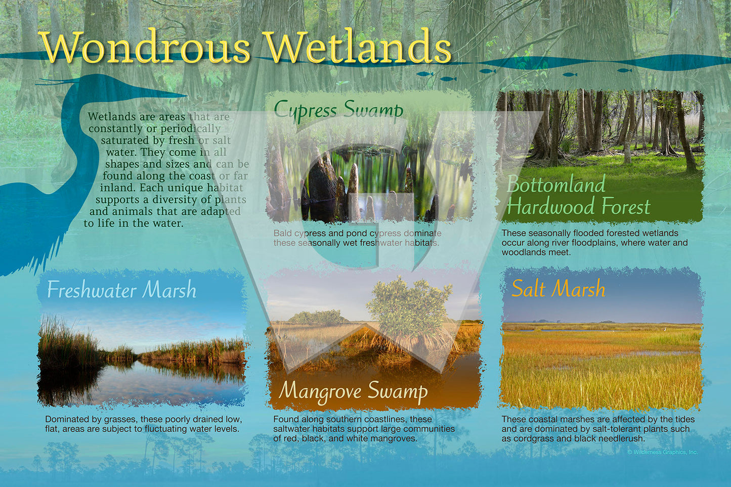 Wondrous Wetlands